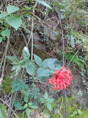 Bouvardia ternifolia