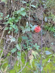 Bouvardia ternifolia