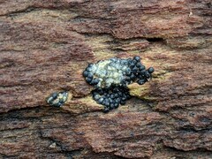 Rosellinia subiculata