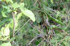 Philothamnus punctatus