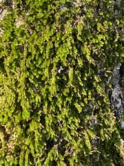 Forsstroemia trichomitria