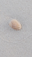 Cardites floridanus