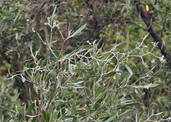 Tessaria integrifolia