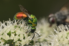 Chrysis chrysoprasina