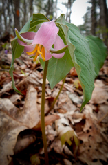 Trillium catesbaei