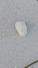 Cardites floridanus