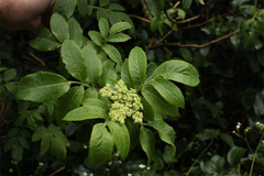 Sambucus palmensis