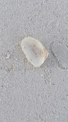 Cardites floridanus