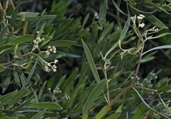 Tessaria integrifolia