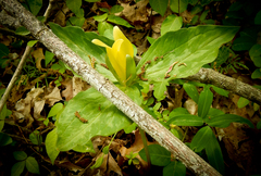 Trillium luteum