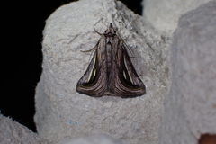 Schistorhynx argentistriga