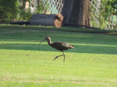 Plegadis chihi