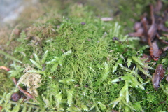Amblystegium