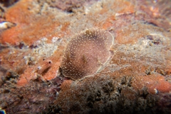 Acanthodoris hudsoni