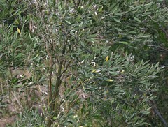 Tessaria integrifolia