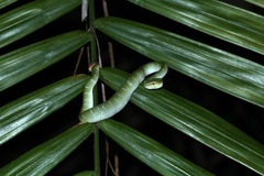 Tropidolaemus subannulatus