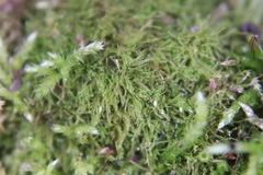 Amblystegium