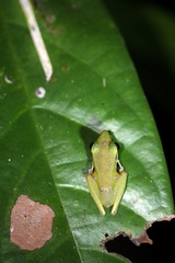 Chalcorana raniceps