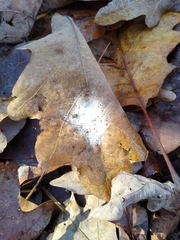 Erysiphe liriodendri