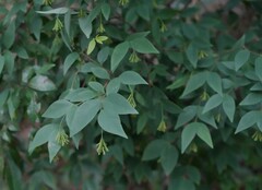 Wikstroemia nutans