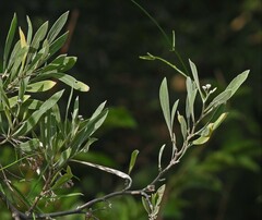 Tessaria integrifolia