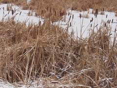 Typha angustifolia