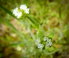Valerianella radiata
