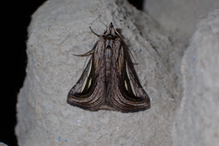 Schistorhynx argentistriga