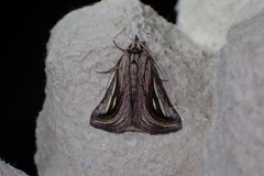Schistorhynx argentistriga