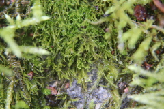 Amblystegium
