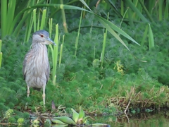 Nycticorax nycticorax
