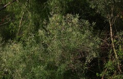 Tessaria integrifolia