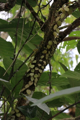 Codonanthopsis crassifolia