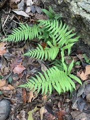 Pelazoneuron kunthii