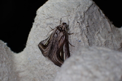 Schistorhynx argentistriga