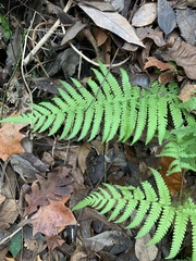 Pelazoneuron kunthii