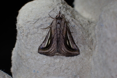 Schistorhynx argentistriga