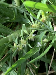 Pollichia campestris