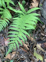 Pelazoneuron kunthii