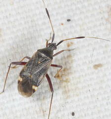 Closterotomus biclavatus