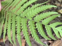 Pelazoneuron kunthii