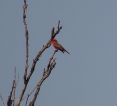 Pyrocephalus rubinus
