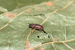 Sitona cylindricollis
