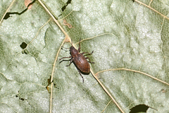Sitona cylindricollis