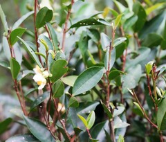 Camellia sinensis