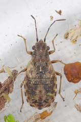 Nithecus jacobaeae