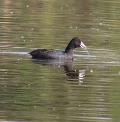 Fulica americana