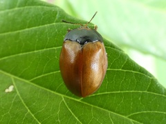 Chelymorpha cribraria