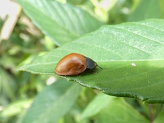 Chelymorpha cribraria