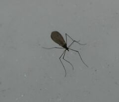 Trichoceridae